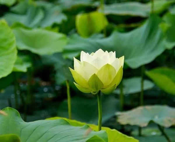 30PCS Bowl Lotus Seeds Bonsai Lotus Seeds for Planting Water Lily Flower Aquatic Plants Seeds Pond Plants Non GMO Home Garden Plant Seeds Flowering Aquatic Bonsai Plant (Nelumbo) - Image 6