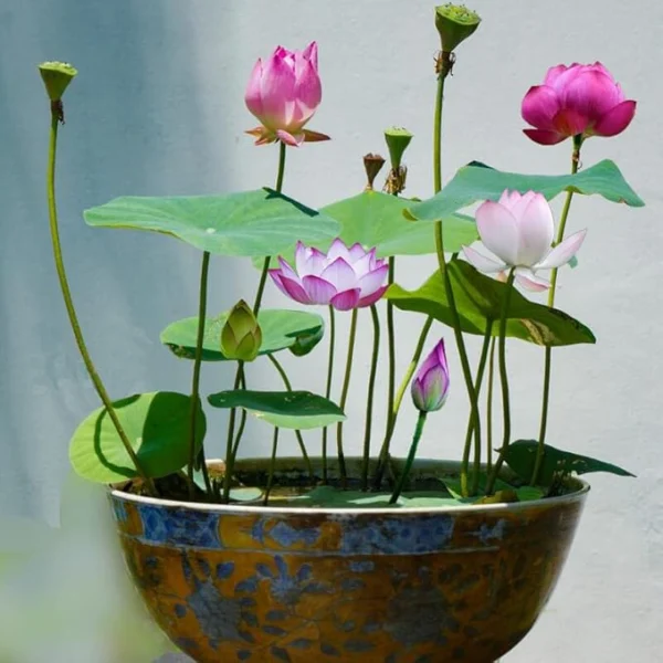 30PCS Bowl Lotus Seeds Bonsai Lotus Seeds for Planting Water Lily Flower Aquatic Plants Seeds Pond Plants Non GMO Home Garden Plant Seeds Flowering Aquatic Bonsai Plant (Nelumbo) - Image 2